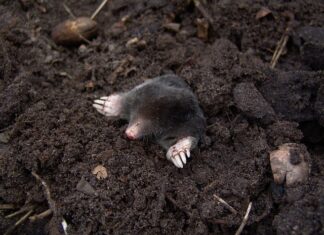 Czy kret zje trutkę na szczury?