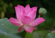 Jak się mówi po angielsku pufa? Jak się mówi po angielsku pufa?