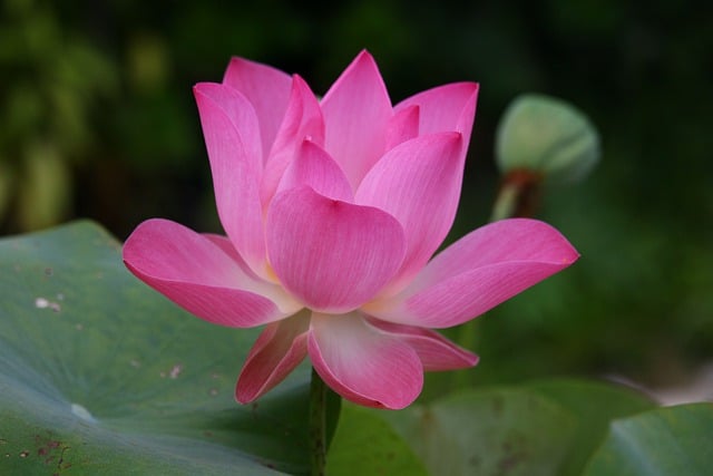 Jak się mówi po angielsku pufa? Jak się mówi po angielsku pufa?