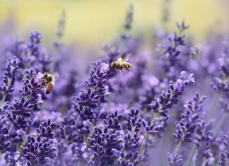 Czy pszczoły mogą zimować bez matki?