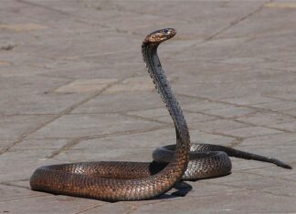 Ile węzy Wielkopolskiej na 1 kg? Ile węzy Wielkopolskiej na 1 kg?