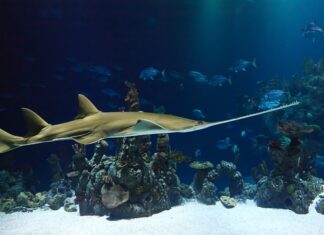 Jaki łańcuch do piły demon? Jaki łańcuch do piły demon?